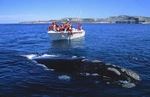 WHALES WATCHING