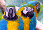 PARQUES DE LAS AVES