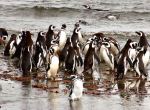 PINGUINERA SENO OTWAY
