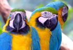 BIRD WATCHING