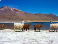 ATACAMA SALT LAKE & ALTIPLANIC LAGOONS