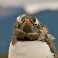 PINGÜINERA Y GABLE CON CANOAS