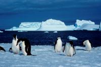 CRUCERO POR PENINSULA ANTARTICA