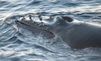CRUCERO POR PENINSULA ANTARTICA- AVISATAJE DE BALLENAS