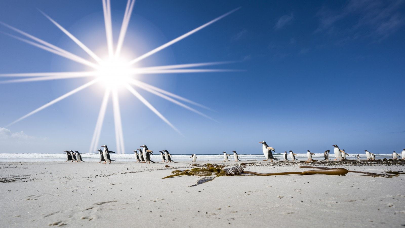 Eclipse de Sol en Islas Malvinas y la Península Antártica (2)