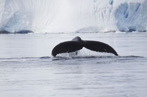 Polar Circle Quest (3)