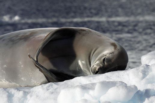 Weddell Sea Quest (3)