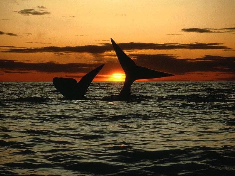 Viagens E Turismo Em Peninsula Valdes