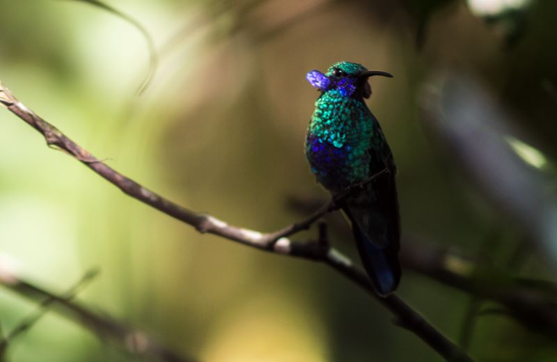 HOTEL MINDO GARDEN - TEMPORADA ALTA (1)