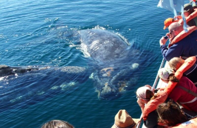 https://www.tangol.com/Fotos/Tours/20130827.Excursion_PuertoMadryn_WhaleWatch.upd.jpg