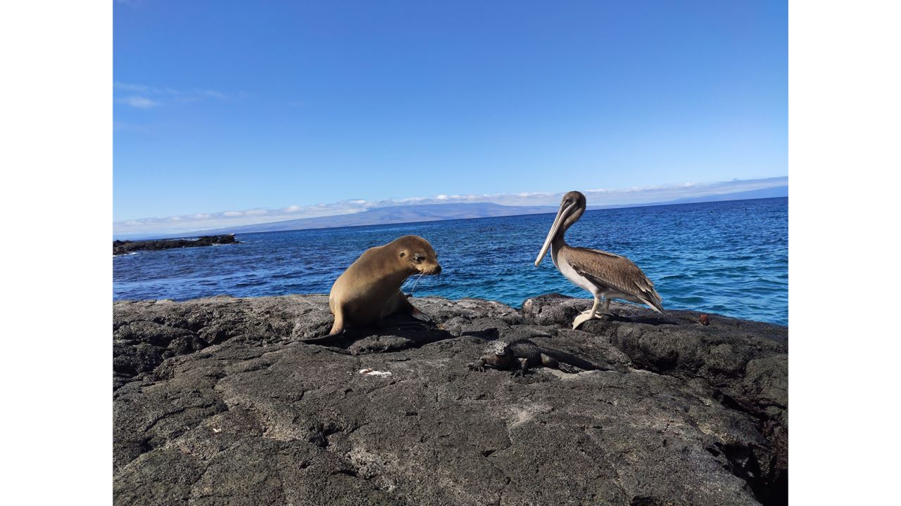 Galápagos Inolvidable: Expedición Premium en Crucero - 5 Días (5)