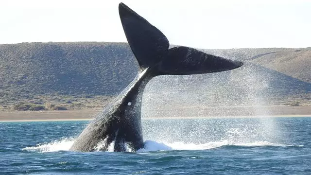 Observation Des Baleines Côtières - El Doradillo Tour