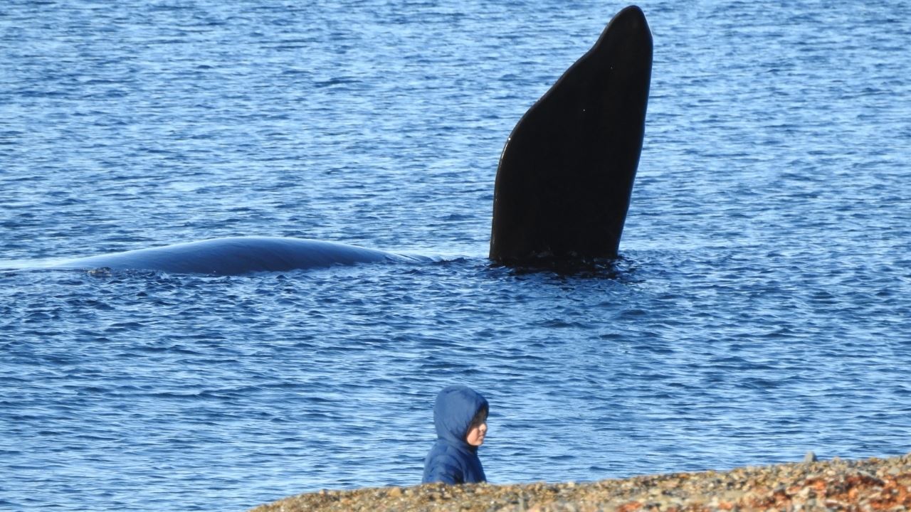 KÜSTENWALBEOBACHTUNG - EL DORADILLO TOUR (7)