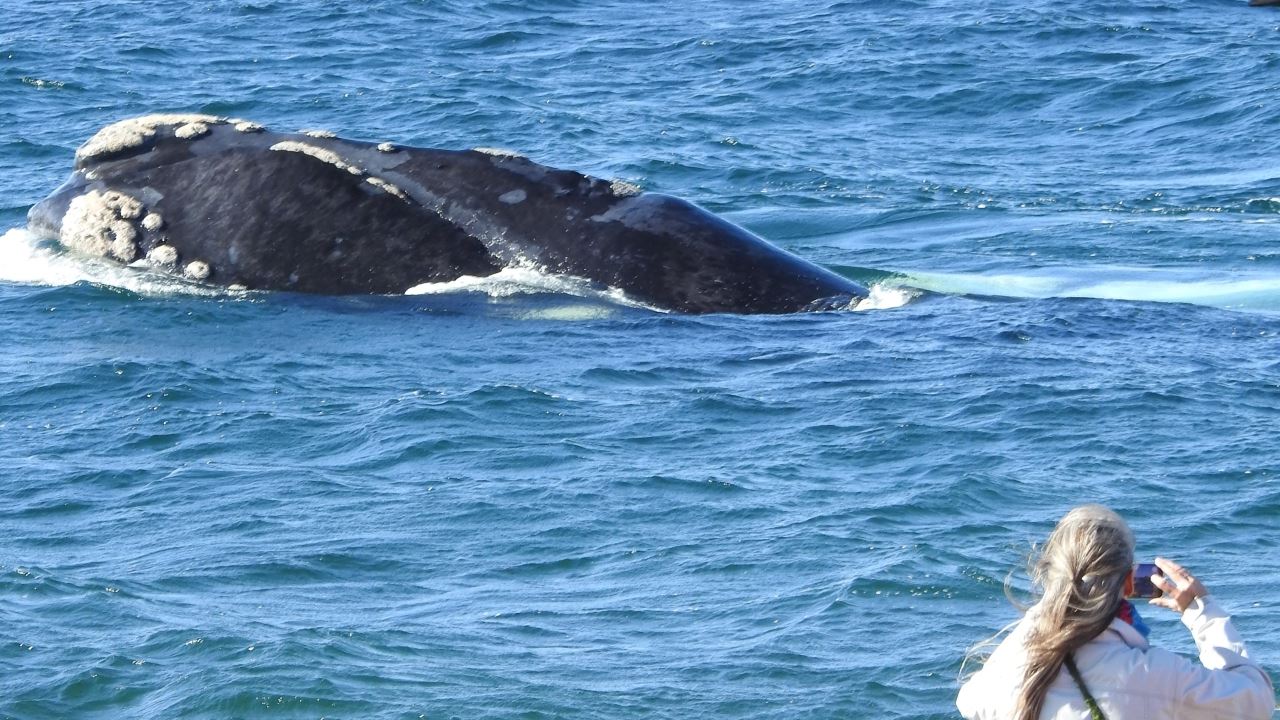 KÜSTENWALBEOBACHTUNG - EL DORADILLO TOUR (8)