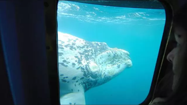 Observação Submarina De Baleias
