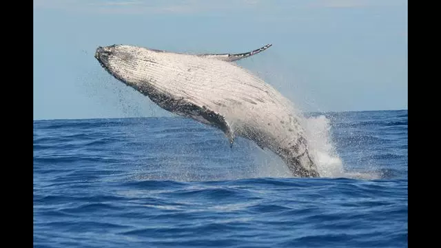 Avistamiento De Ballenas