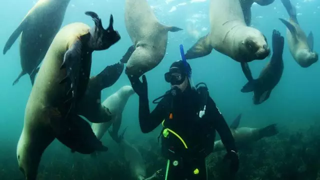 Mergulho Com Lobos Marinhos