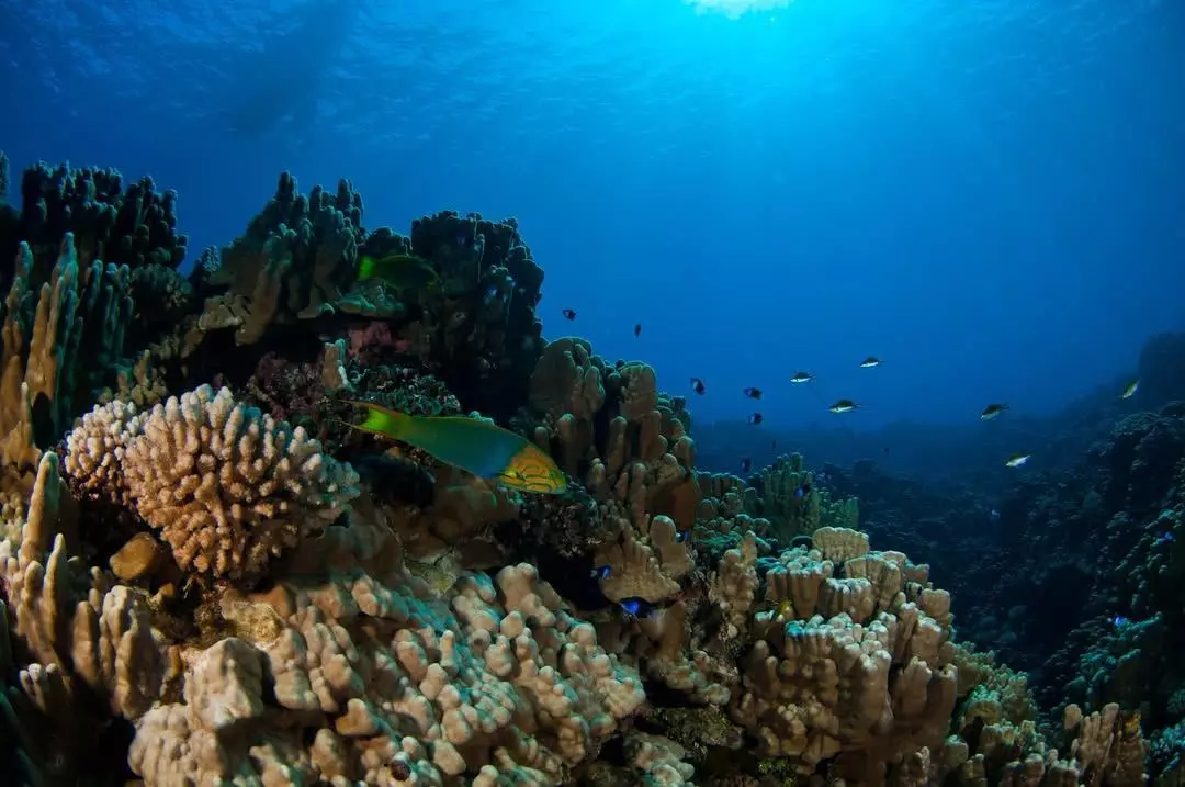 Buceo De Bautismo En Hanga Roa