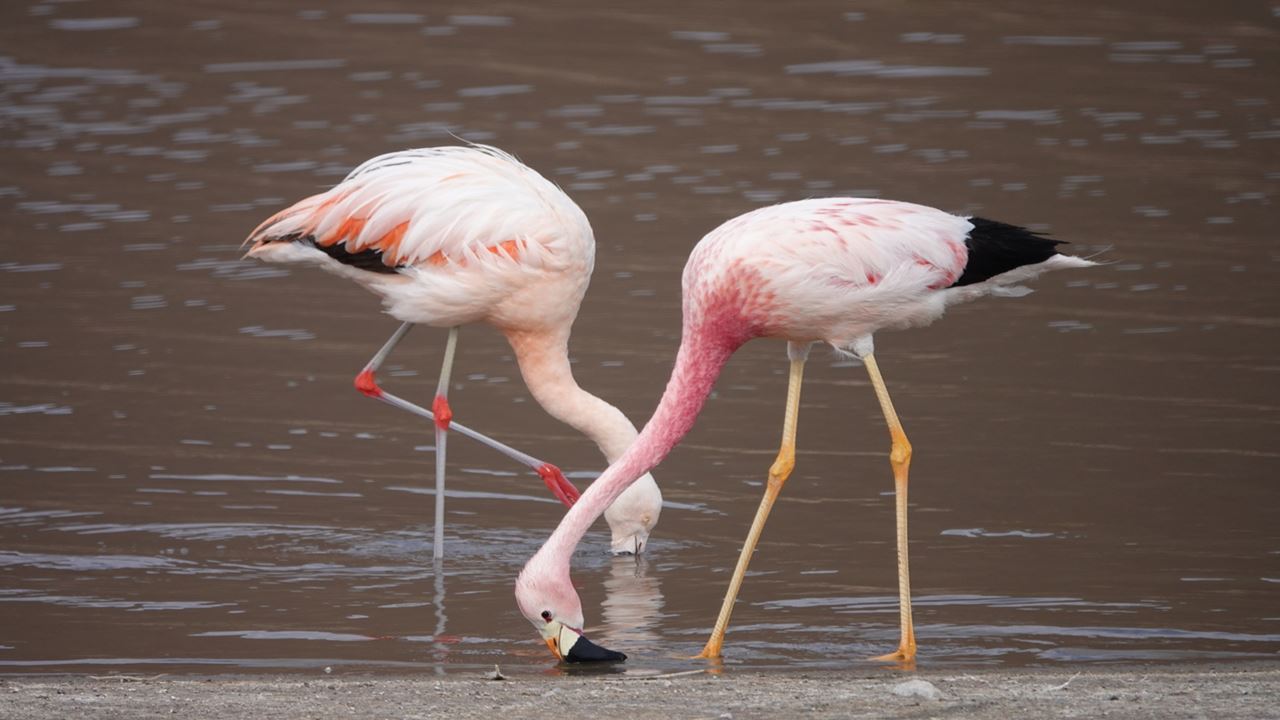 Safari guidé en buggy : aventure hors route au milieu des dunes et des paysages naturels (6)