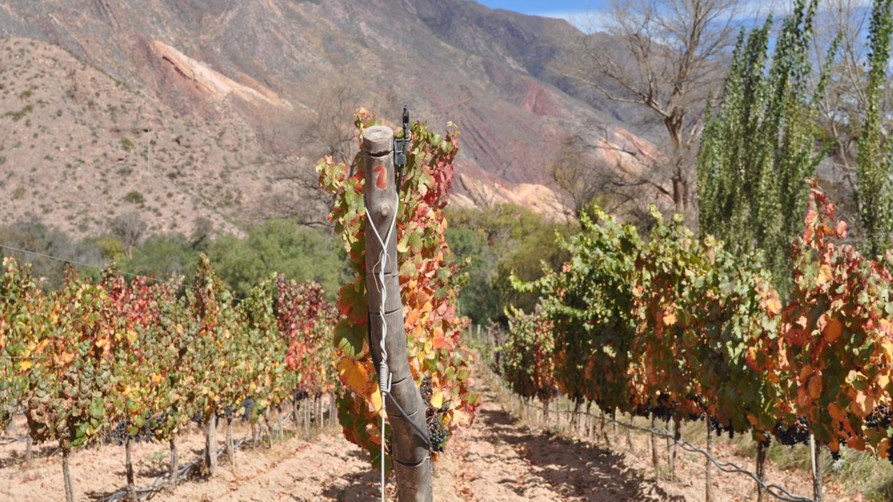 WEINBUS (11)