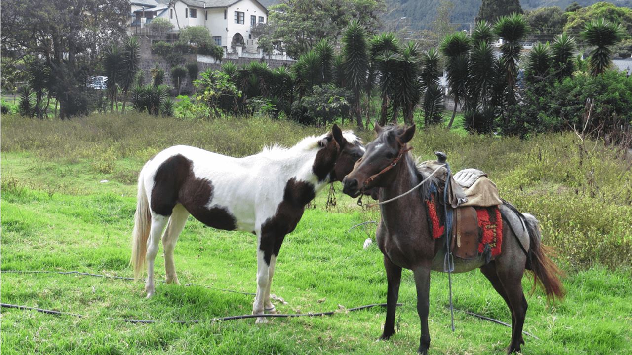 Reiten Unter Dem Tungurahua: Abenteuer In Nahuazo foto 5