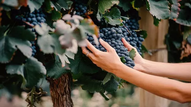 Cavalgada Com Degustação De Vinhos E Queijos Na Bodega El Esteco