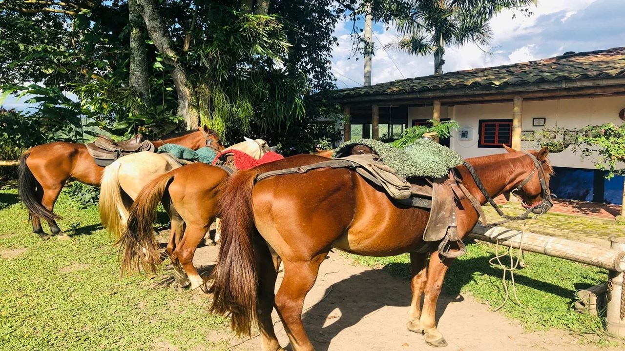 Horseback Riding Through The Coffee Landscape foto 3