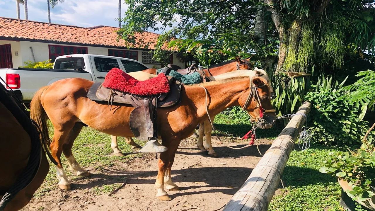 Horseback Riding Through The Coffee Landscape foto 7