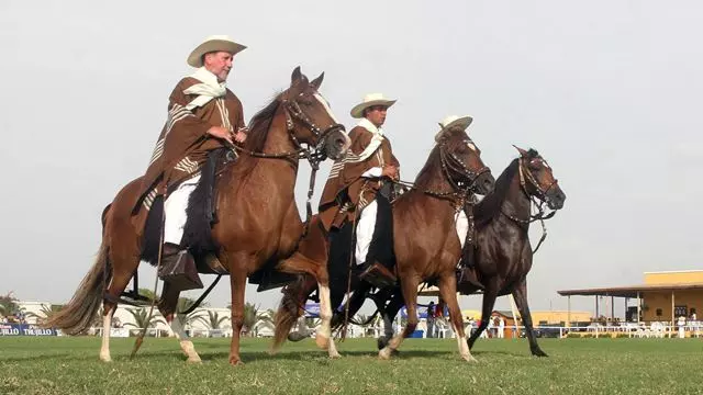 Caballo Peruano De Paso & Marinera Con Almuerzo