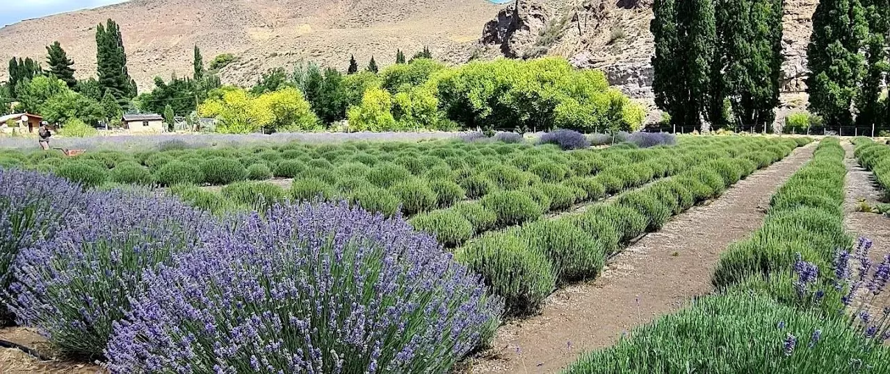 Campos De Lavanda Com Snack