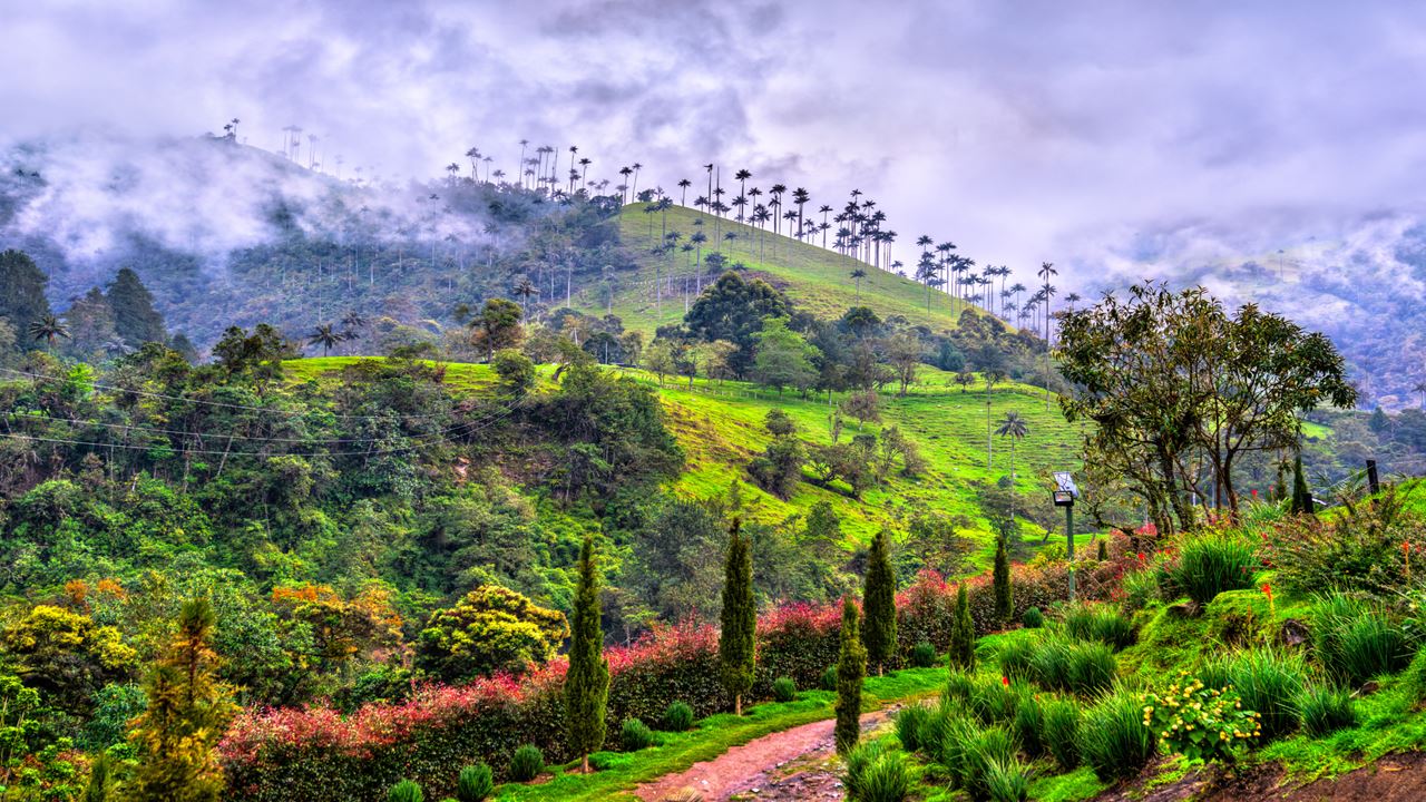 Essential Colombia 8 Days: Bogotá And The Coffee Region
