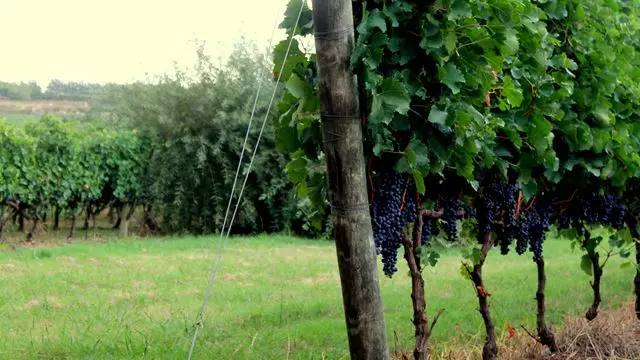 Wine Tasting At Spinoglio Winery