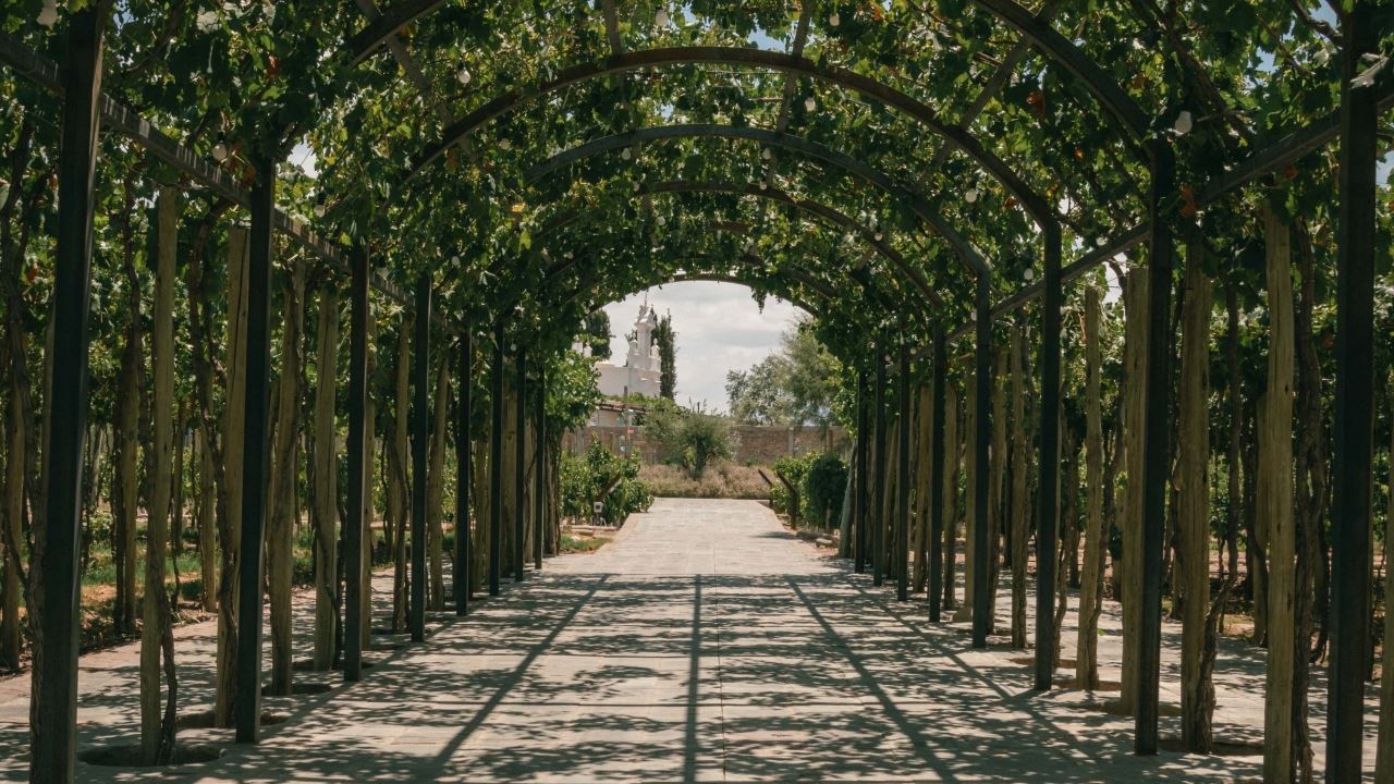 VISITA Y DEGUSTACIÓN DE VINOS EN BODEGA CASA VIGIL (5)