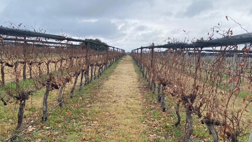 DEGUSTAÇÃO DE VINHOS (8)