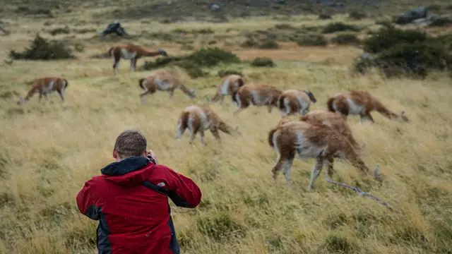 Ecocamp Patagonia - Experiencia Wildlife Safari