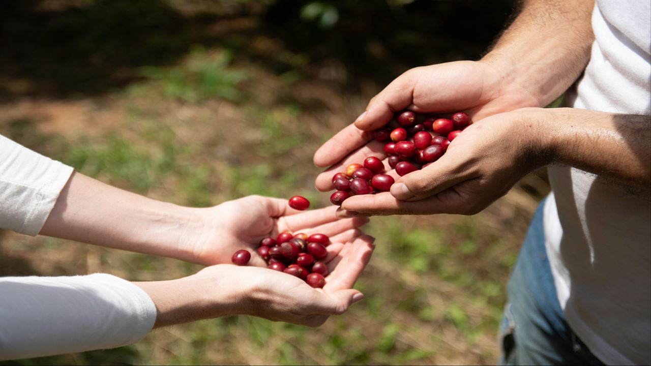 Eixo Café Essencial (1)