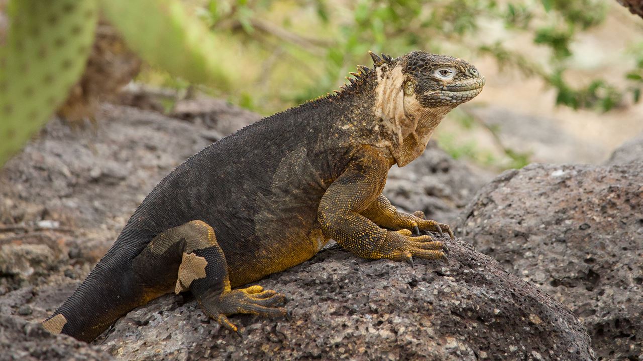 Estación Charles Darwin: El Corazón Científico De Galápagos foto 2