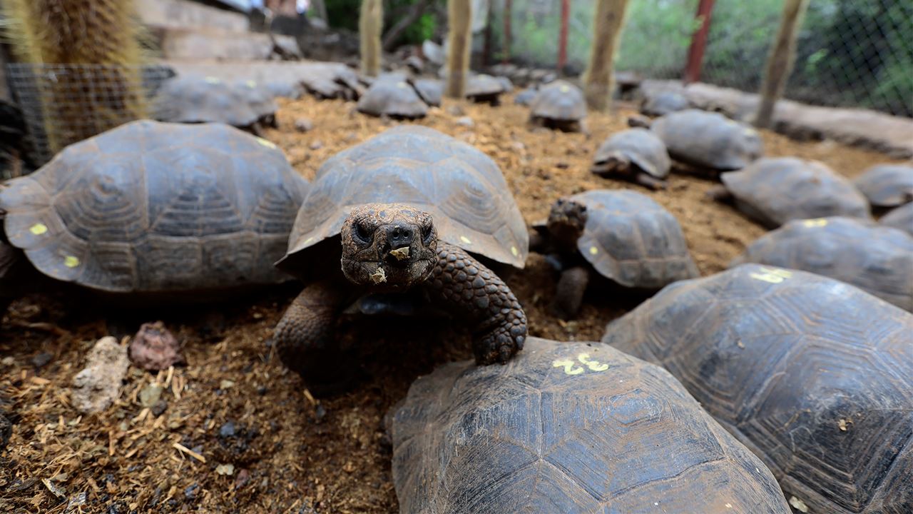 Estación Charles Darwin: El Corazón Científico De Galápagos foto 6