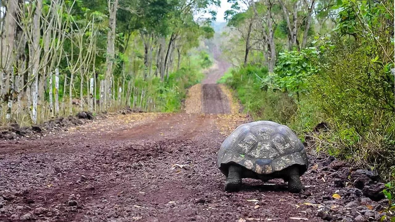 Estación Charles Darwin: El Corazón Científico De Galápagos foto 8