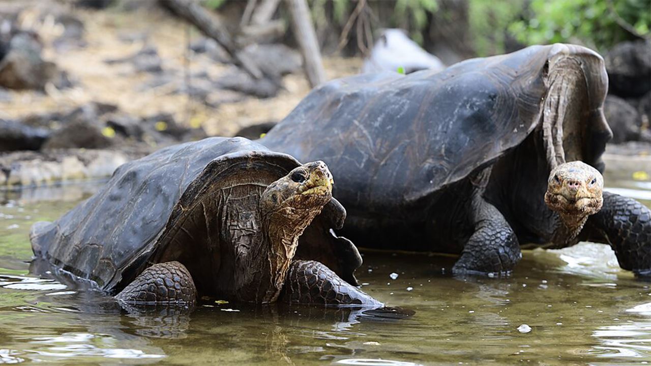 Estación Charles Darwin: El Corazón Científico De Galápagos foto 11