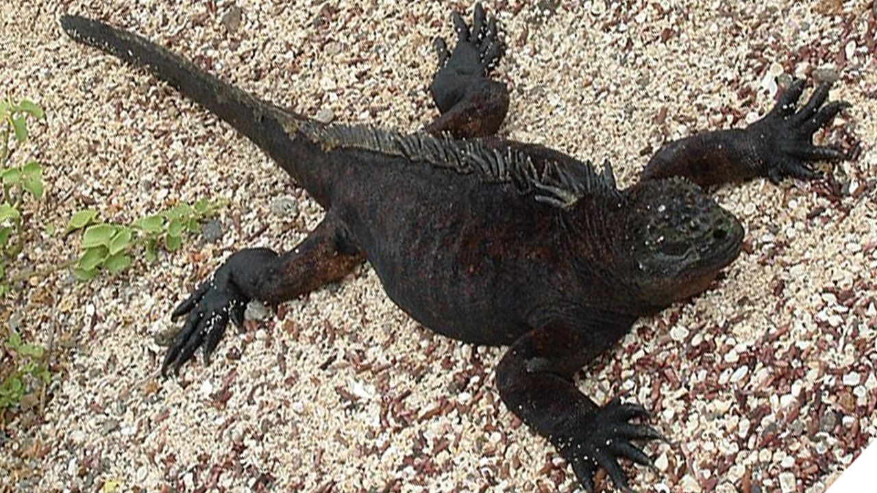Estación Charles Darwin: El Corazón Científico De Galápagos foto 13