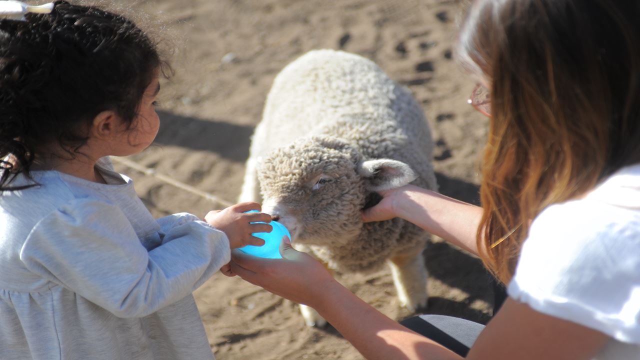 FIQUE 25 DE MAIO (11)