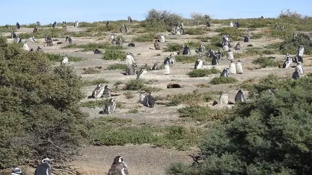 Excursion À Punta Tombo À Puerto Madryn Pour Les Passagers De Croisière
