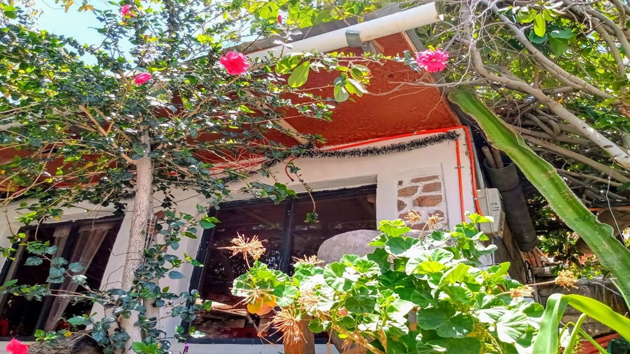 Excursão Ao Oásis De Codpa, Guañacagua E Petroglifos De Ofrajía foto 3