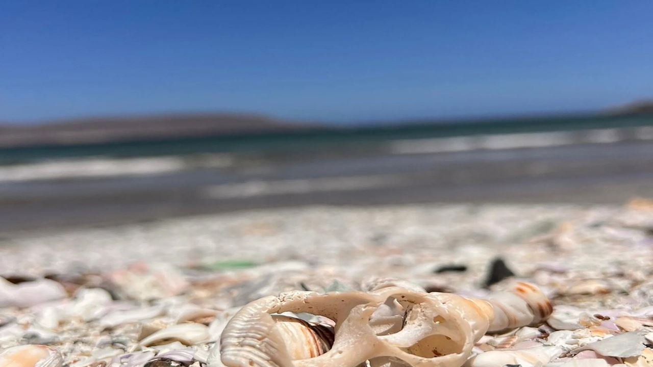 Excursion Aux Plages, Grottes Et Pictogrammes D'Arica
