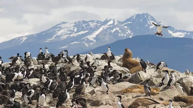 Excursion Privée Sur L`Île Gable Et Pinguinera