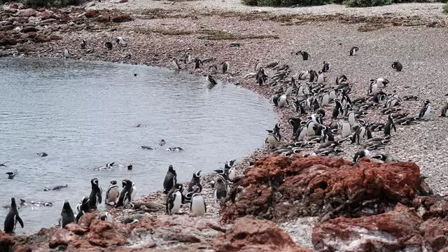 Excursion Privée À La Colonie De Pingouins De Punta Tombo