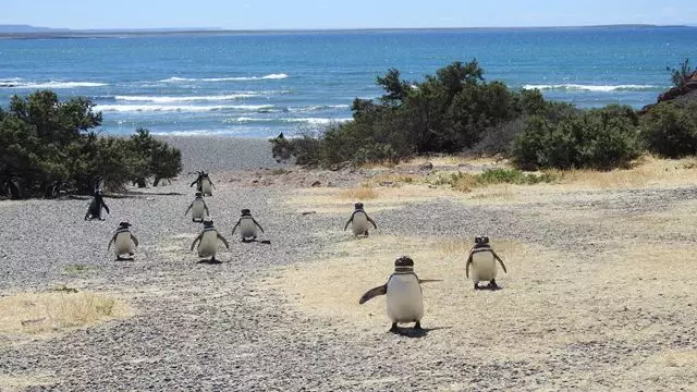 Excursion À Punta Tombo Avec Île Cachée À Puerto Madryn