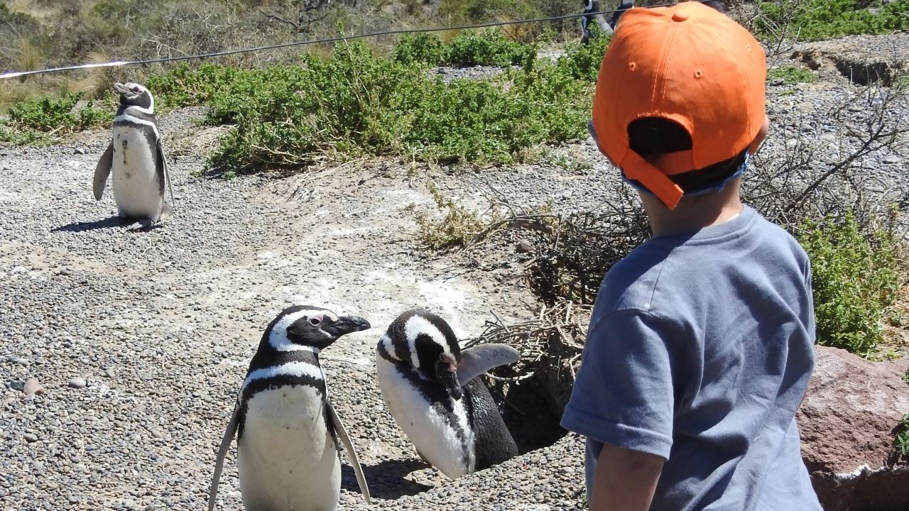 PUNTA TOMBO TOUR WITH ISLA ESCONDIDA IN PUERTO MADRYN (8)