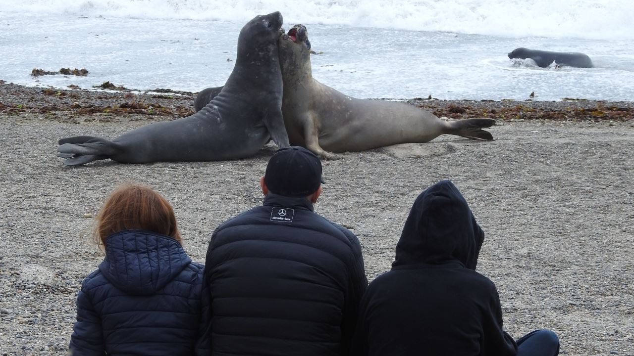 PUNTA TOMBO TOUR WITH ISLA ESCONDIDA IN PUERTO MADRYN (9)